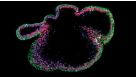 How to Prepare Single Cells from PSC-Derived Epithelial Cultures for Flow Cytometry Analysis