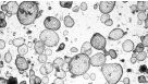Toxicity Testing for Drug Development Using Human Intestinal Organoids and IntestiCult™