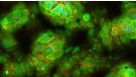 How to Generate Monolayers from hPSC-Derived Organoids Using IntestiCult™