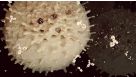 How to Isolate Antigen-Specific T Cells