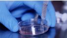 Robust Scale-Up of hPSC-Derived Cardiomyocytes in 2D Monolayer Culture