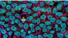 Large-Scale Expansion of Human Pluripotent Stem Cells (hPSCs) in 2D Monolayer Culture using TeSR™-AOF