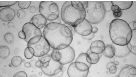 Detection of CYP3A4 Activity in Human Hepatic Organoids by LC-MS