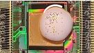 Measuring Neuronal Activity in Human Pluripotent Stem Cell-Derived Cerebral Organoids on 3D High-Density Multi-Electrode Arrays
