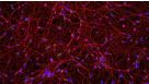 How to Culture Human Pluripotent Stem Cell (hPSC)-Derived Forebrain Neurons for MEA Analysis Using the Maestro MEA™ System