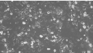 How to Prepare Conditioned Medium for the Expansion of Epithelial Cells