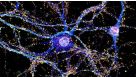 How to Culture Primary Rodent Neurons for MEA Analysis Using the Maestro MEA™ System