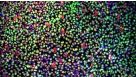 Maintenance of Porcine Pluripotent Stem Cells (pPSCs) Using eTeSR™