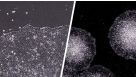 How to Coat Cultureware with STEMmatrix™ BME for Human Pluripotent Stem Cell Culture