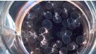 How to Extract CSF-Like Fluid from Choroid Plexus Organoids