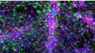 How to Co-Culture Astrocytes and NGN2 mRNA-Driven Induced Forebrain Neurons Derived from Human Pluripotent Stem Cells