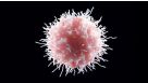 How to Measure NK Cell-Mediated Antibody-Dependent Cellular Cytotoxicity Using Flow Cytometry-Based Assays