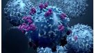 Isolation of Rare Antigen-Specific T Cell Subsets Using Dextramer® Reagents and EasySep™ Release Technology