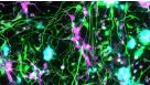 How to Tri-Culture Astrocytes, Microglia, and NGN2 mRNA-LNP-Induced Forebrain Neurons Derived from Human Pluripotent Stem Cells