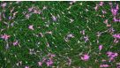 How to Culture Human Pluripotent Stem Cell (hPSC)-Derived Induced Forebrain Neurons for MEA Analysis Using the Maestro MEA™ System