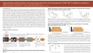 Highly Efficient Differentiation of Human Pluripotent Stem Cells Maintained in TeSR™-E8™ to Definitive Endoderm