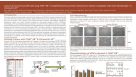 Culture of Human ES and iPS Cells Using TeSR™-E8™: a Simplified and Low Protein Maintenance Medium Compatible With Vitronectin XF™