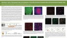 Neurofluor CDr3 a Fluorescent Probe for the Detection of Live CNS and Human Pluripotent Stem Cell Derived Neural Progenitor Cells