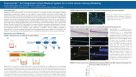 PneumaCult™: An Integrated Culture Medium System for in vitro Human Airway Modeling