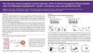 Fast and Easy Immunomagnetic Positive Selection of PE- or Biotin-Conjugated Antibody Labeled Cells with Releasable RapidSpheres™ Results in Functional, Pure and Particle-Free Cells