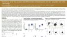 Stroma-Free, Serum-Free Expansion and Differentiation of Hematopoietic Stem and Progenitor Cells to the T Cell Lineage