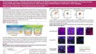 PneumaCult™-Ex Plus, a Novel Defined and Feeder-Free Medium, Supports the Improved Expansion of Primary Human Airway Epithelial Cells
