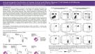 Immunomagnetic Purification of Human Central and Effector Memory T Cell Subsets in 45 Minutes