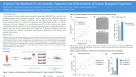 A Serum-Free Workflow for the Isolation, Expansion and Differentiation of Human Myogenic Progenitors