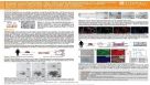 Efficient Establishment and Long-term Maintenance of 3-dimensional Human Small Intestinal and Colonic Organoids Using a Novel IntestiCult™ Organoid Growth Medium (Human)