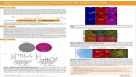 Efficient Generation of Human Pluripotent Stem Cells to Neural Crest Cells