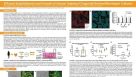 Efficient Establishment and Growth of Human Intestinal Organoid-Derived Monolayers