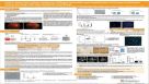 A Xeno-Free Culture System for Efficient Derivation and Amplification of Human Endothelial Colony-Forming Cells from Umbilical Cord Blood