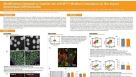 Modifications Designed to Stabilize the mTeSR1™ Formulation Do Not Impact Downstream Differentiation