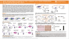 Easy Isolation of Particle-Free Human ILC2s from Peripheral Blood Mononuclear Cells