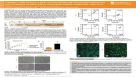 STEMdiff™ Endothelial: A New Culture Workflow for Efficient Derivation and Expansion of Endothelial Cells From Human Pluripotent Stem Cells