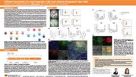 Efficient Generation of Lung Progenitor Cells From Human Pluripotent Stem Cells