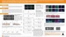 A Serum- and Bovine Pituitary Extract (BPE)-Free Medium Supporting Long-Term, Feeder-Free Expansion Of Primary Human Epidermal Keratinocytes that Retain Their Air-Liquid Interface Differentiation