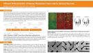Efficient Differentiation of Human Pluripotent Stem Cells to Sensory Neurons