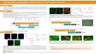 Rapid, High-Efficiency Differentiation of Motor Neurons from Human Pluripotent Stem Cells