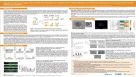 Apical-Out Airway Organoids and Airway-Immune Co-Cultures Are Suitable Models for Antiviral Compound Screenings and to Study Infectious Diseases