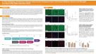 In Vitro Modeling of Parkinson’s Disease Using Human Pluripotent Stem Cell-Derived Midbrain Neuron and Microglia Co-Culture with Alpha-Synuclein Fibrils