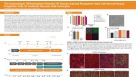 The Downstream Differentiation Potential of Human Induced Pluripotent Stem Cell-Derived Neural Progenitor Cells to Forebrain Neurons and Astrocytes