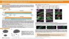 A Protocol to Adapt Glioblastoma In Vitro Culture Systems into Organoid Models Using NeuroCult™ NS-A Proliferation Medium
