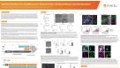 Optimized Workflows for Modelling Human Pluripotent Stem Cell-Derived Neuron and Glial Interactions