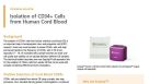 Isolation of CD34+ Cells from Human Cord Blood