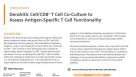 Dendritic Cell/CD8+ T Cell Co-Culture to Assess Antigen-Specific T Cell Functionality