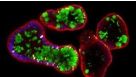 Human Intestinal Organoid Course