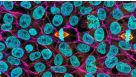Pluripotent Stem Cell Course