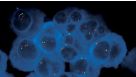 CD138⁺ Cell Isolation Course