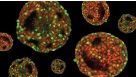 Expansion of hPSCs in 3D Suspension Culture Course